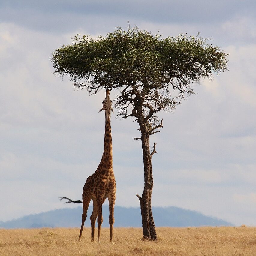 Giraffe reaching up to tree